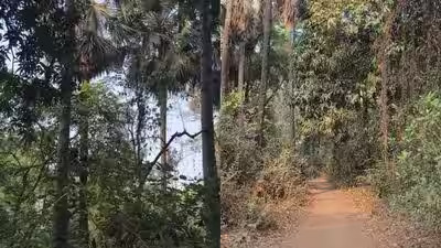 कल्याण Ring Road चा मोठा अडथळा दूर; २०० पाम झाडांसाठी भरपाई ₹३०,०००, Phase-5 च्या कामाला वेग !